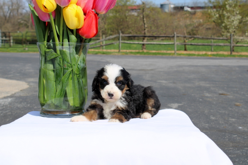 puppy, for, sale, Mini Bernedoodle F2, Matthew B. Stoltzfus, dog, breeder, Gap, PA, dog-breeder, puppy-for-sale, forsale, nearby, find, puppyfind, locator, puppylocator, aca